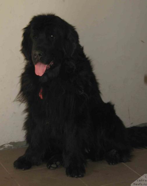 Фото: ньюфаундленд Lotta iz Stranyi CHudes (Лотта из Страны Чудес)