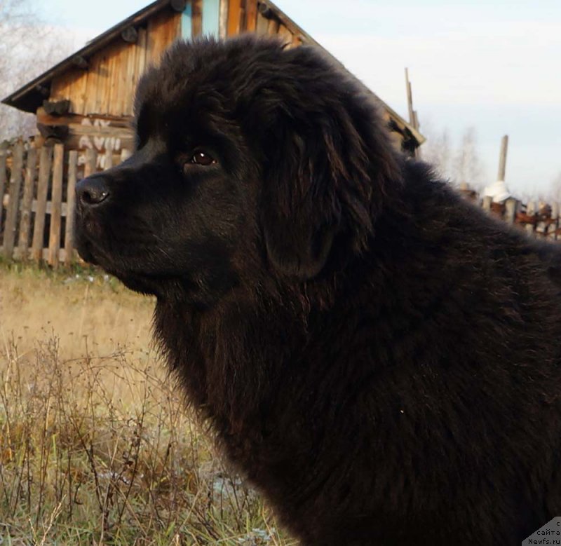 Фото: ньюфаундленд Stardi Kollekshn Glob De Fe (Старди Коллекшн Глоб Де Фе)