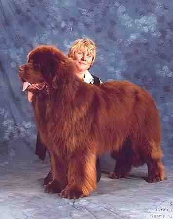 Фото: ньюфаундленд Milos vom Riesrand