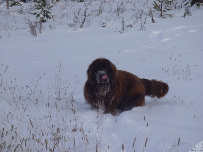 Фото: ньюфаундленд N'yufort YUray Kvin (Ньюфорт Юрай Квин)