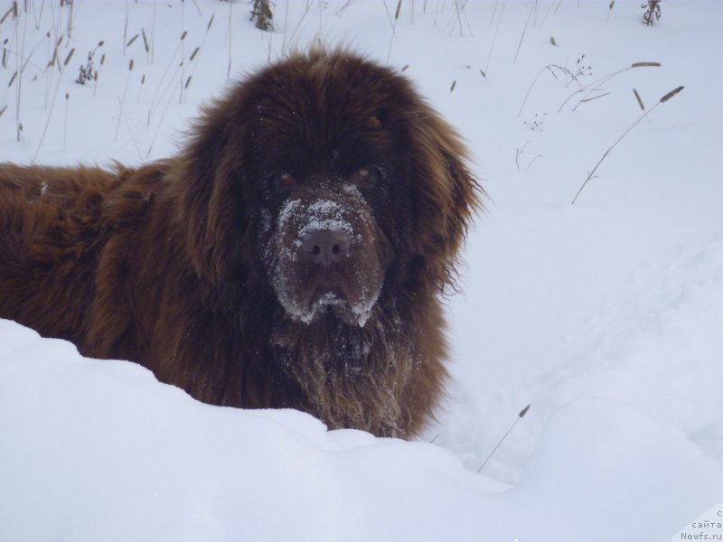 Фото: ньюфаундленд N'yufort YUray Kvin (Ньюфорт Юрай Квин)