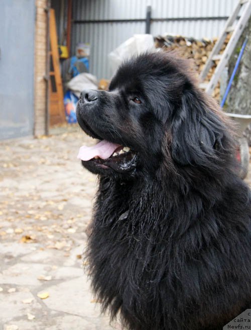 Фото: ньюфаундленд Ar'e CHernaya Sensaciya Parmyi (Арье Черная Сенсация Пармы)