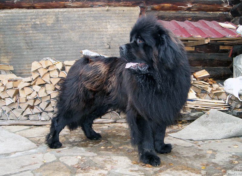 Фото: ньюфаундленд Ar'e CHernaya Sensaciya Parmyi (Арье Черная Сенсация Пармы)