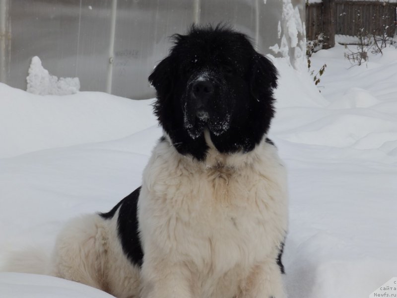 Фото: ньюфаундленд Super Bizon Kuba (Супер Бизон Куба)