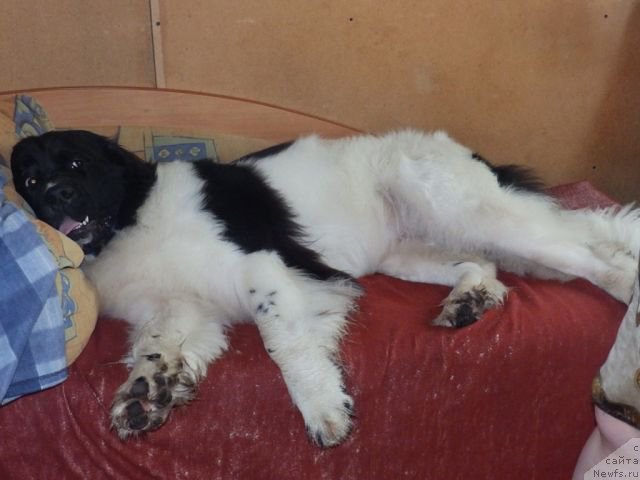 Фото: ньюфаундленд Super Bizon Kuba (Супер Бизон Куба)