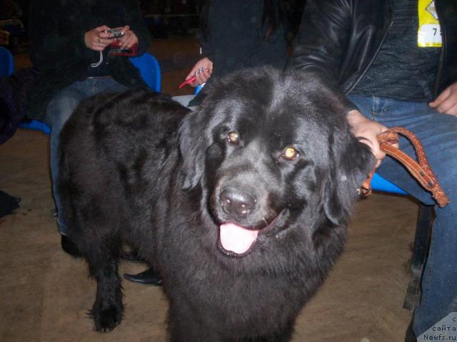 Фото: ньюфаундленд Vinera (Винера)