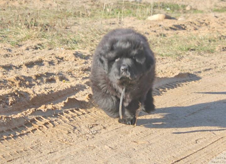 Фото: ньюфаундленд Al'fa Dar Oksa Avgustina (Альфа Дар Окса Августина)