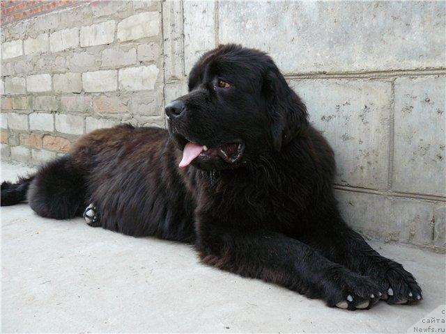 Фото: ньюфаундленд Pchiolkin Dom Avrora (Пчёлкин Дом Аврора)