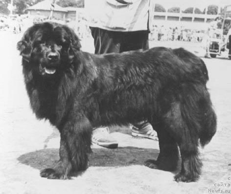 Фото: ньюфаундленд Vanda (Ванда)