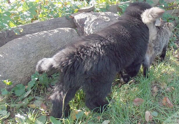 Фото: ньюфаундленд Dar Svezyi Felisiti-Felichita (Дар Свезы Фелисити-Феличита)