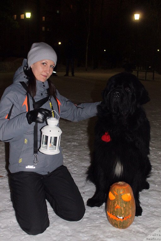 Фото: Anna Masal'skaya (Анна Масальская), ньюфаундленд Akvian Song Insayd Mi Vord (Аквиан Сонг Инсайд Ми Ворд)