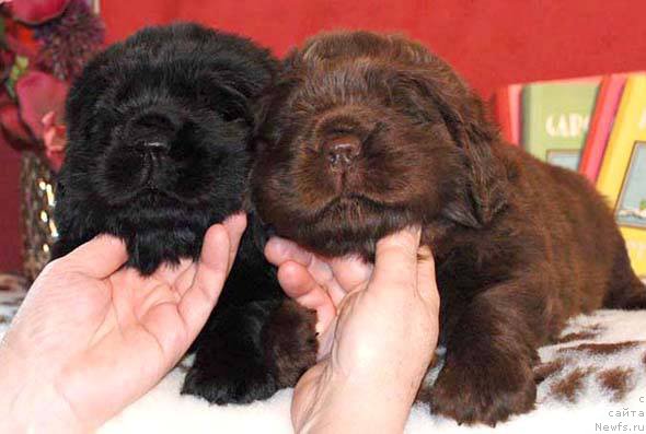 Фото: ньюфаундленд I Follow The Sun de L'Etoile de Cyrice