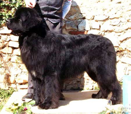 Фото: ньюфаундленд Tennessee Newfy du Pas de Mer