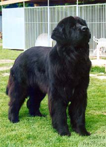 Фото: ньюфаундленд Oze de Child of Brice