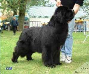 Фото: ньюфаундленд Newf Mermaid Victor