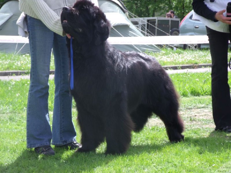 Фото: ньюфаундленд Zoraya Bar von der Ortenau