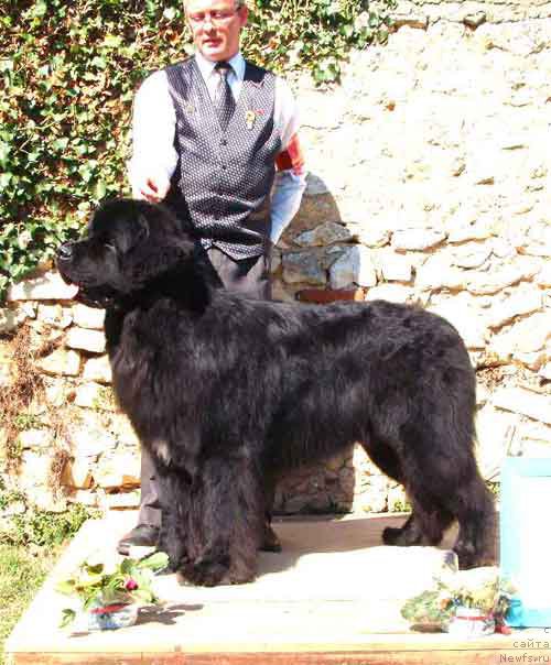 Фото: ньюфаундленд Tennessee Newfy du Pas de Mer