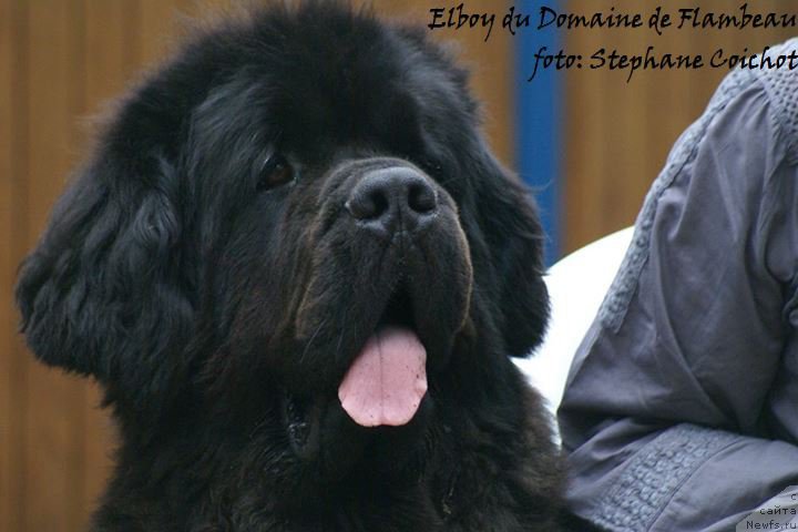 Фото: ньюфаундленд Elboy du Domaine de Flambeau