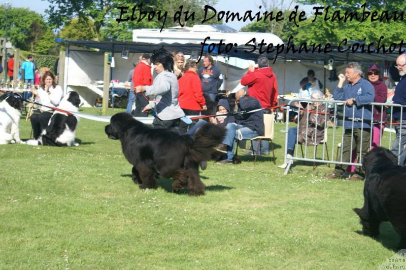 Фото: ньюфаундленд Elboy du Domaine de Flambeau