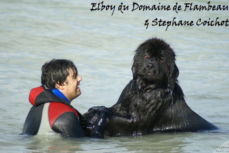 Фото: ньюфаундленд Elboy du Domaine de Flambeau