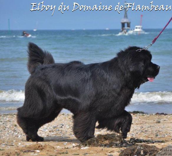 Фото: ньюфаундленд Elboy du Domaine de Flambeau