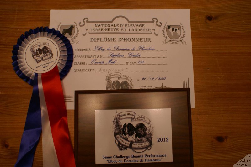 Фото: ньюфаундленд Elboy du Domaine de Flambeau
