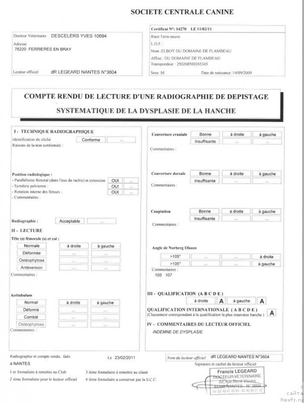 Фото: ньюфаундленд Elboy du Domaine de Flambeau