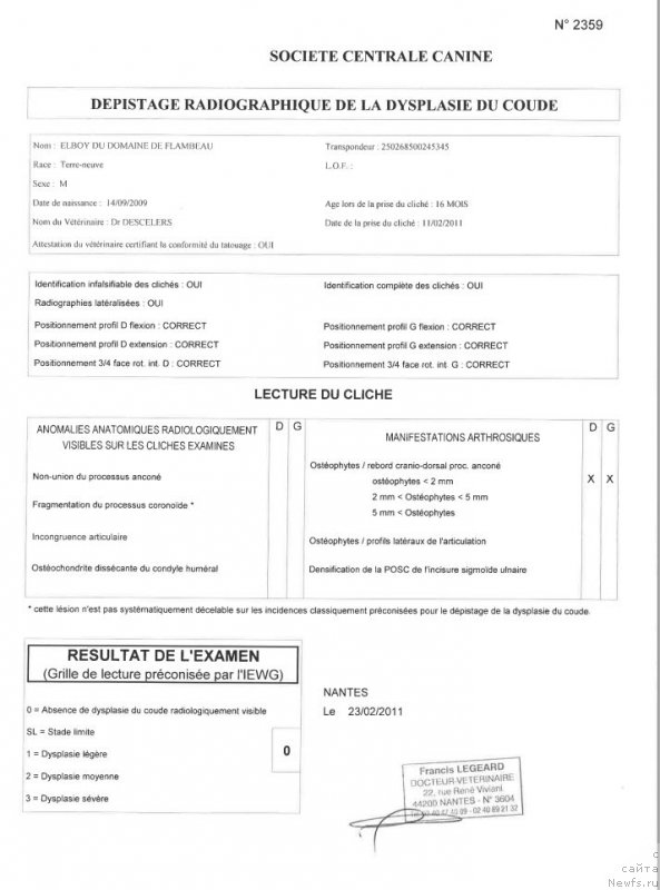 Фото: ньюфаундленд Elboy du Domaine de Flambeau