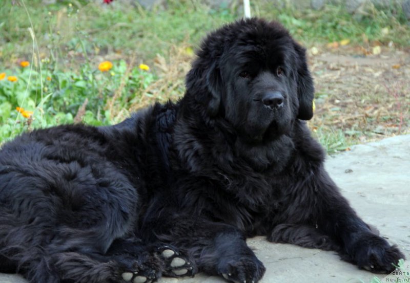 Фото: ньюфаундленд Allegro Con Brio Dinastiya Soverchenstva (Аллегро Кон Брио Династия Совершенства)