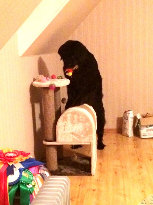 Фото: ньюфаундленд Bonni Flayt (Бонни Флайт)