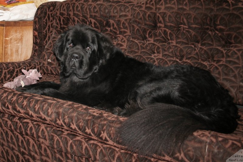 Фото: ньюфаундленд Chernaya Mafia Must Have (Черная Мафия Муст Хаве)