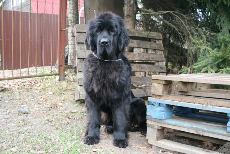Фото: ньюфаундленд Chernaya Mafia Magic Touch (Черная Мафия Магик Тоуч)