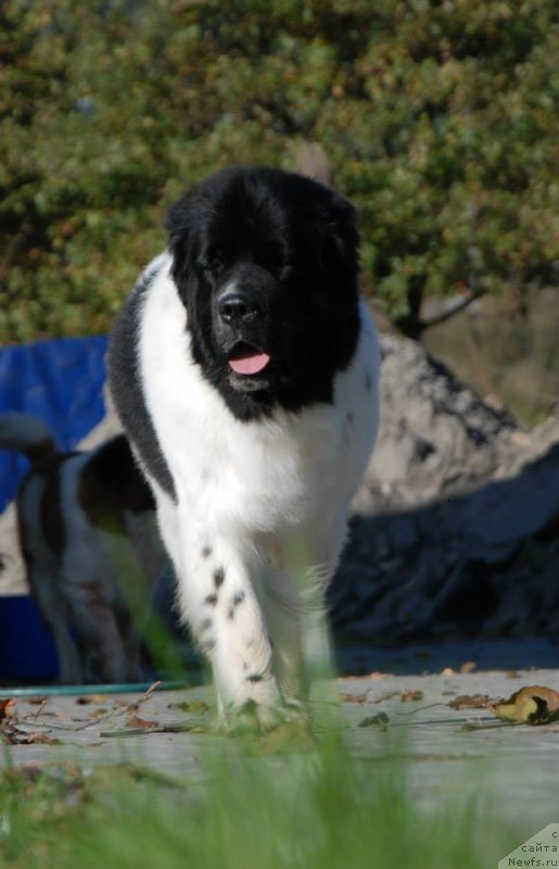 Фото: ньюфаундленд Chernaya Mafia Zebra Time (Черная Мафия Зебра Тиме)