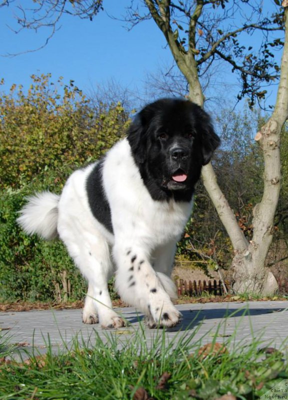 Фото: ньюфаундленд Chernaya Mafia Zebra Time (Черная Мафия Зебра Тиме)