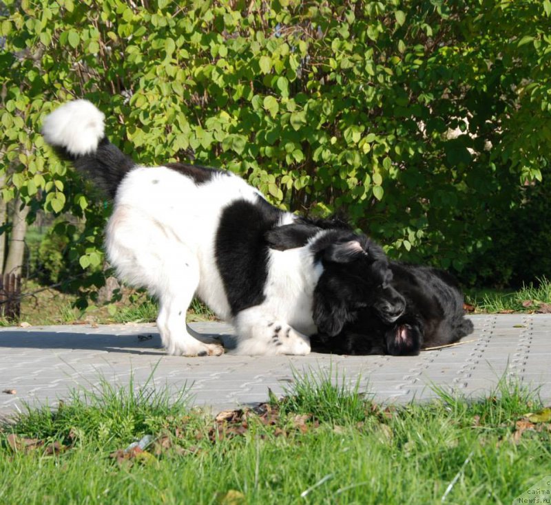 Фото: ньюфаундленд Chernaya Mafia Zebra Time (Черная Мафия Зебра Тиме), и Gina