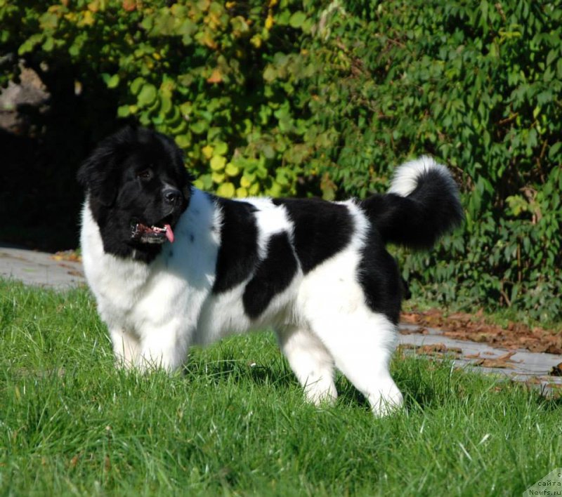 Фото: ньюфаундленд Chernaya Mafia Zebra Time (Черная Мафия Зебра Тиме)