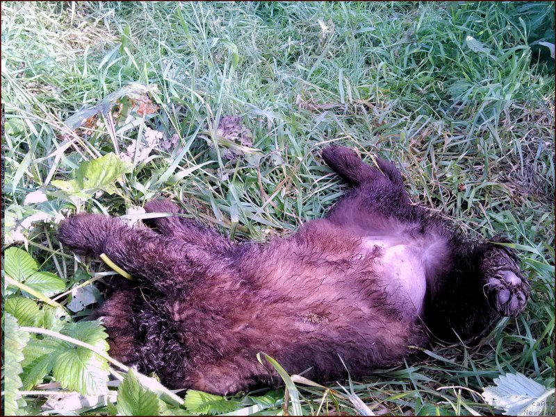 Фотография № 167581