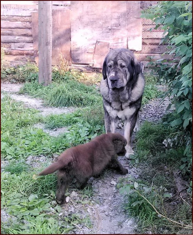 Фото: ньюфаундленд Brownblood MSK Hakim Gold Haydar (Браунблад МСК Хаким Голд Хайдар), ДЭН