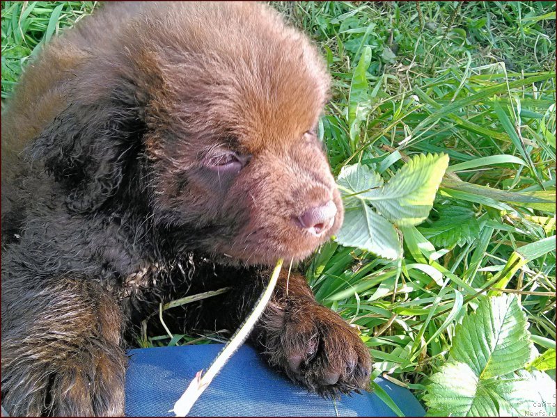Фото: ньюфаундленд Brownblood MSK Hakim Gold Haydar (Браунблад МСК Хаким Голд Хайдар)