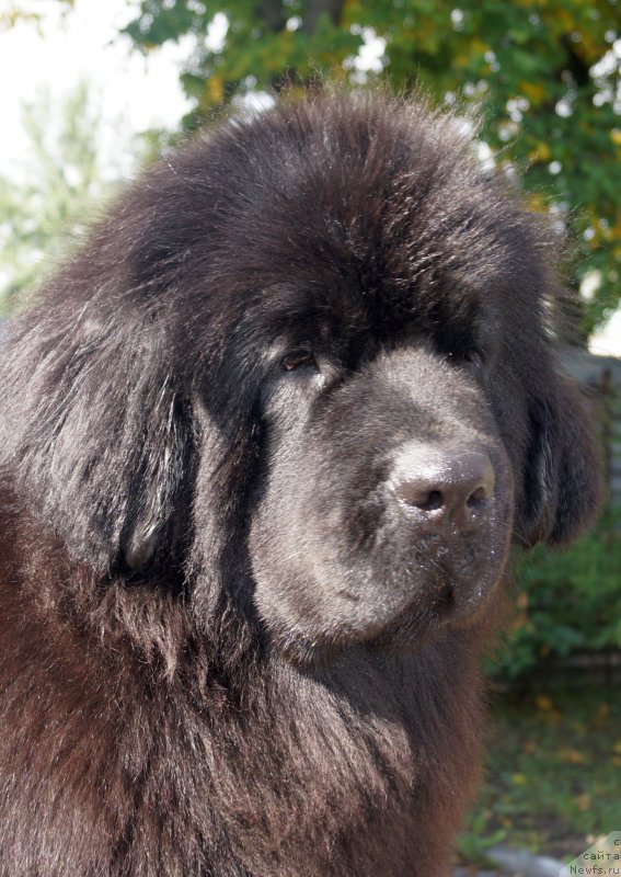 Фото: ньюфаундленд Fluffy Avalanch Exclusive Dream (Флюфи Аваланч Эксклюсиве Дрим)