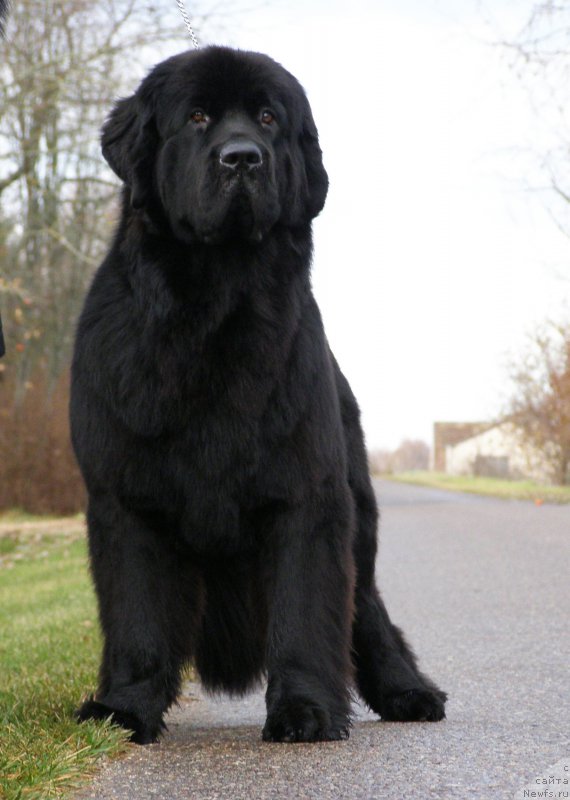 Фото: ньюфаундленд Chernaya Mafia Maybe She Will (Черная Мафия Маубе Ше Вилл)