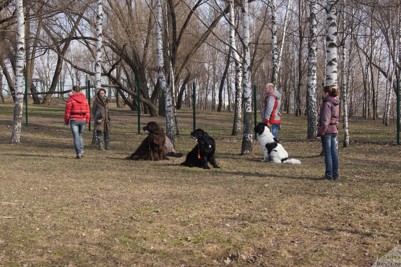 Фото: ньюфаундленд Sent Djons Lesnaya Feya (Сент Джонс Лесная Фея)