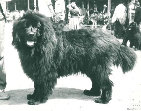 Фото: ньюфаундленд Gella Vel'kam (Гелла Велькам)