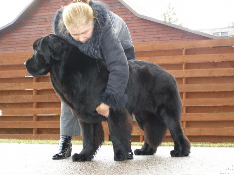 Фото: ньюфаундленд Chernaya Mafia Maybe She Will (Черная Мафия Маубе Ше Вилл)