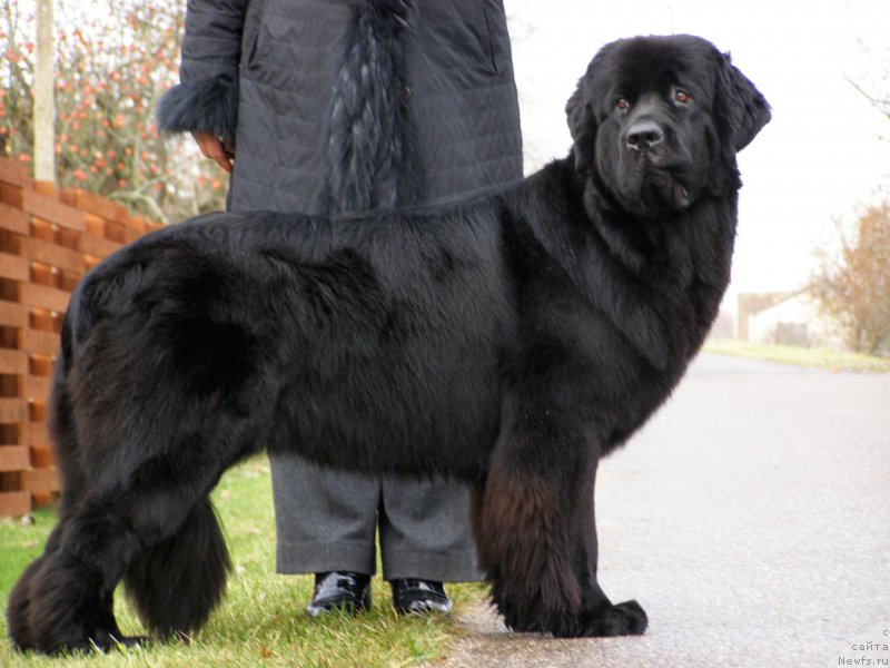 Фото: ньюфаундленд Chernaya Mafia Maybe She Will (Черная Мафия Маубе Ше Вилл)