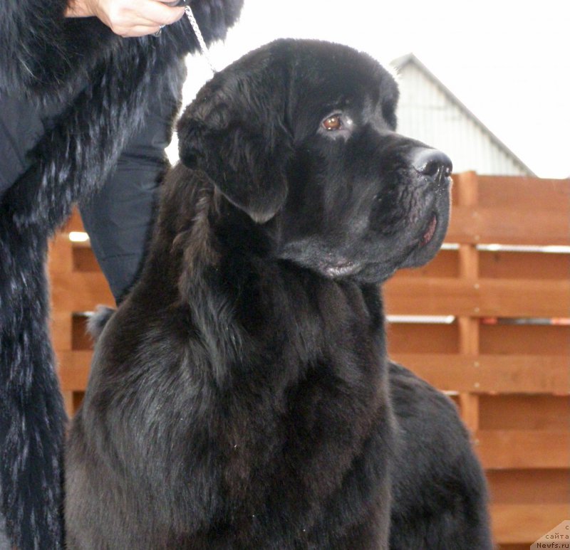 Фото: ньюфаундленд Chernaya Mafia Maybe She Will (Черная Мафия Маубе Ше Вилл)