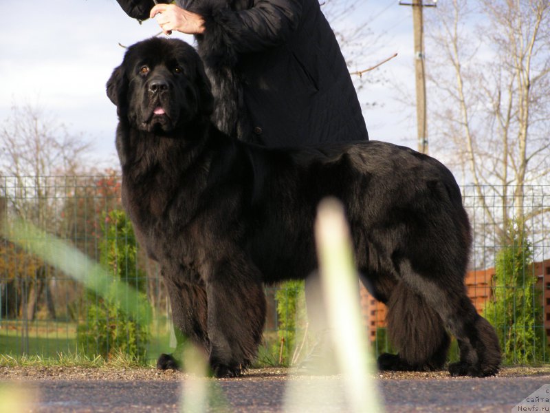 Фото: ньюфаундленд Chernaya Mafia Maybe She Will (Черная Мафия Маубе Ше Вилл)