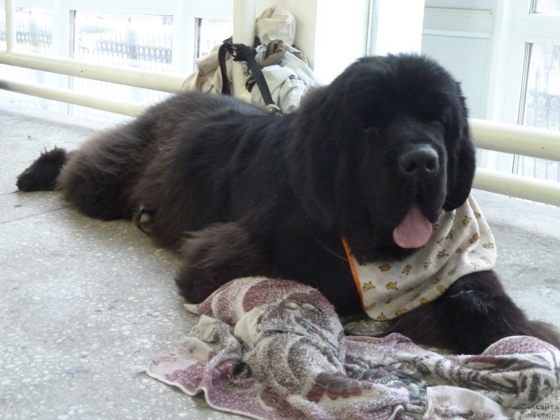 Фото: ньюфаундленд Rose Wanted Impressing Stunningly