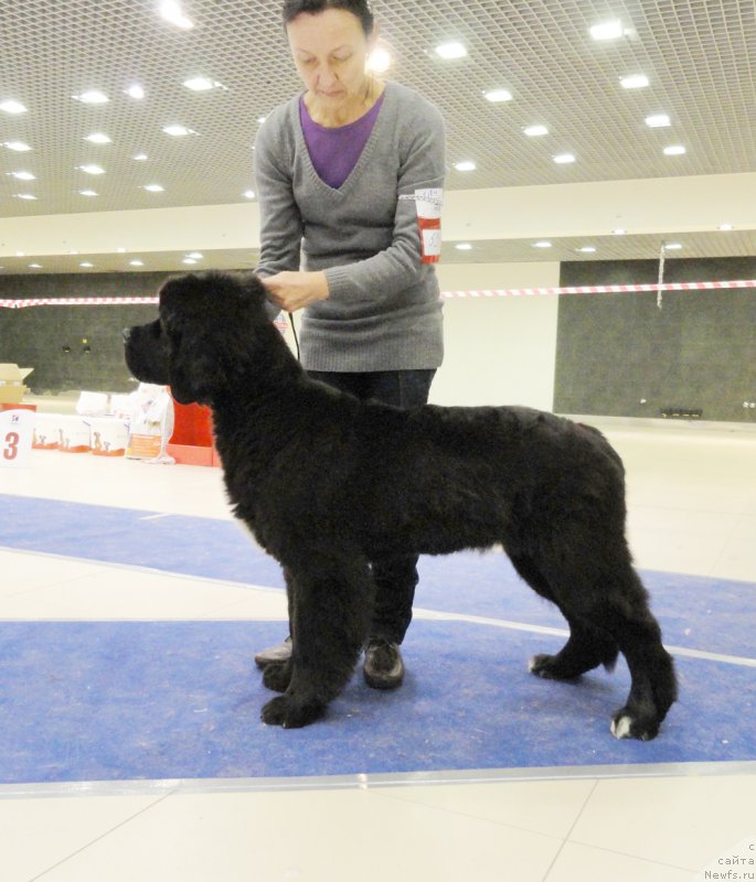 Фото: ньюфаундленд Beguschaya po Volnam Сhart Topper (Бегущая по Волнам Чарт Топпер)