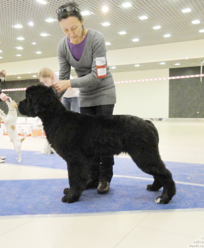 Фото: ньюфаундленд Beguschaya po Volnam Сhart Topper (Бегущая по Волнам Чарт Топпер)